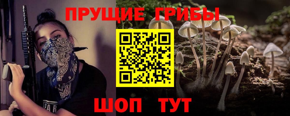 Галлюциногенные грибы Psilocybine cubensis Тамбов